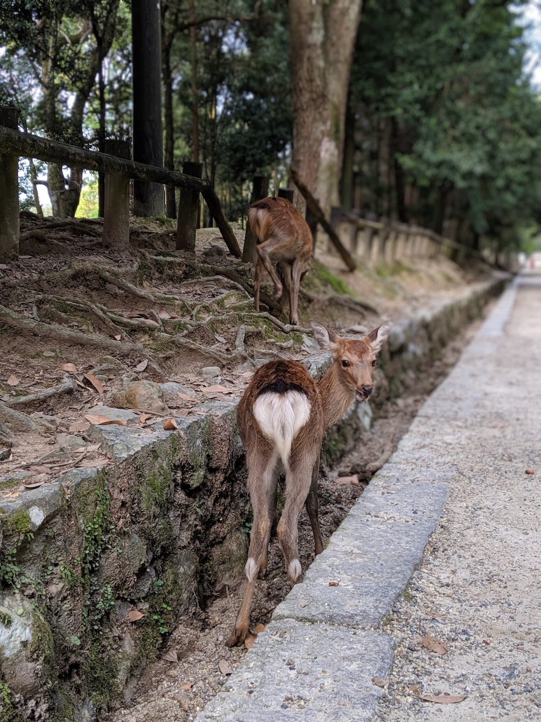 奈良の鹿