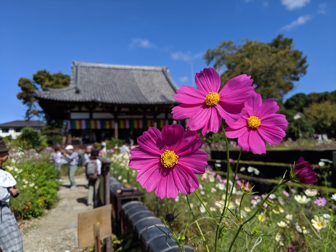 コスモス寺